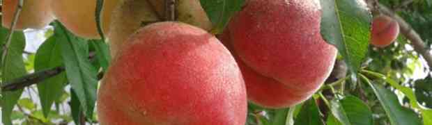 Green Houses Can Grow Peaches in Ireland