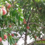 Peach Tree