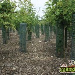 PVC Mesh Tree Guards