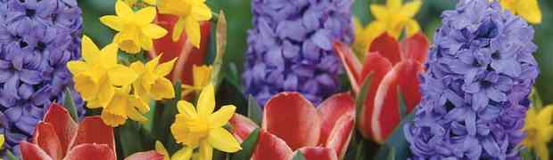 Spring Flowering Daffodil Bulbs Planting Companions