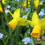 Daffodils & Forget Me Nots
