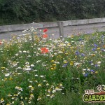 Irish Wildflowers