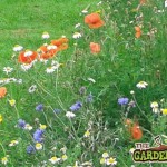 Poppies and scabious