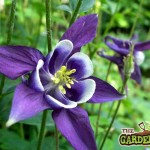 Aquilegia