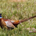 Pheasant