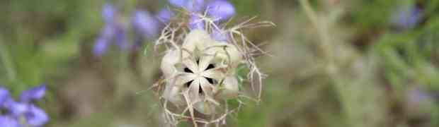 Storing Seeds at the End of the Season