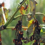 Foliage Wilt