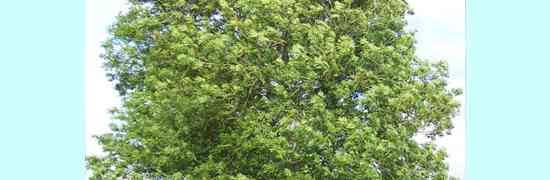 Ash Tree Dieback