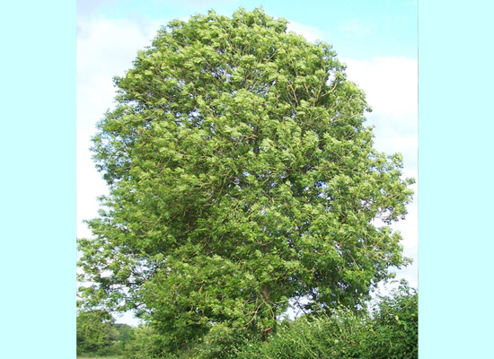 Healty Ash Tree
