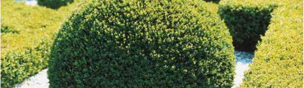 Plant Profile: Buxus Sempervirens (Box)