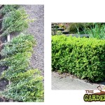 Box Hedging