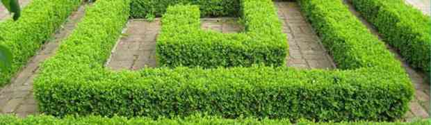 Plant Profile - Box & Box Hedging