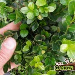 Buxus sempervirens Foliage