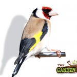 Goldfinch