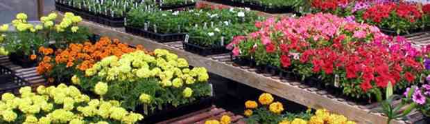 Things to Consider When Buying Garden Plants