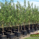 Potted Trees