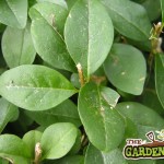 Privet Foliage