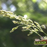 grass seed head