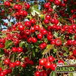 whitethorn berries