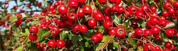 Plant Profile - Whitethorn (Crataegus Monogyna)