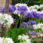Agapanthus in Flower Bed