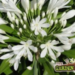 Agapanthus Umbellatum (White)