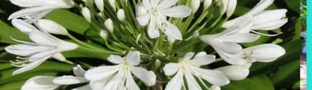 Plant Profile - Agapanthus Umbellatum