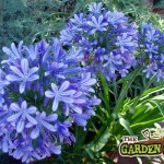 Agapanthus Blue