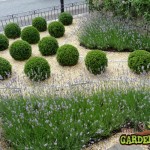 Box Topiary