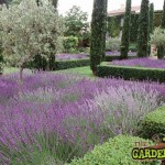 Box & lavender