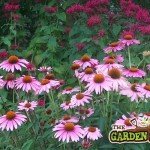 Echinacea & Mondara