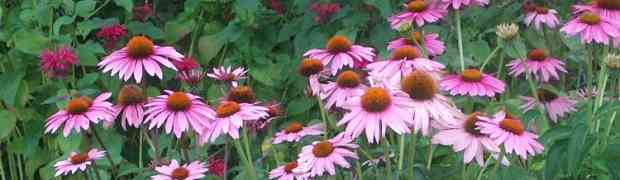 Plant Profile - Echinacea Purpurea