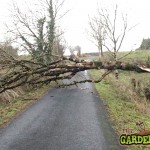 Fallen Tree