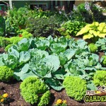 Growing Vegetables