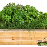 Raised bed for Herbs