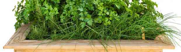 Growing Acidic Plants in Raised Beds