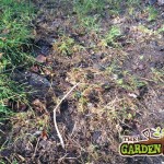 Re Seed lawn