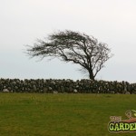 Wind Swept