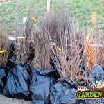 Bare Root Hedging