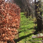 Beech Hedging - spring