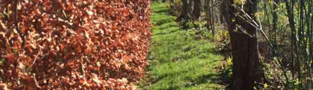 How to Plant a Bare Root Beech