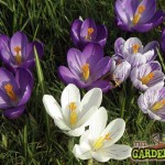 Crocus bulbs