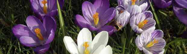 Planting Spring Flower Bulbs Late