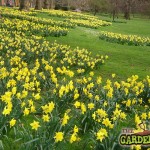 Daffodil Bulbs