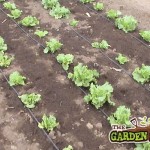 Drip feed Irrigation