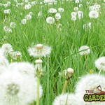 Dandelion Seed heads