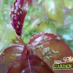 Greenfly on roses