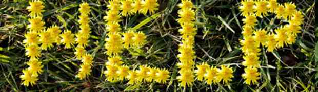 Lawn Weed Killer to Control Dandelions