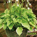 Hosta in Basket