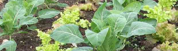 Companion Plants to Protect Vegetable Crops